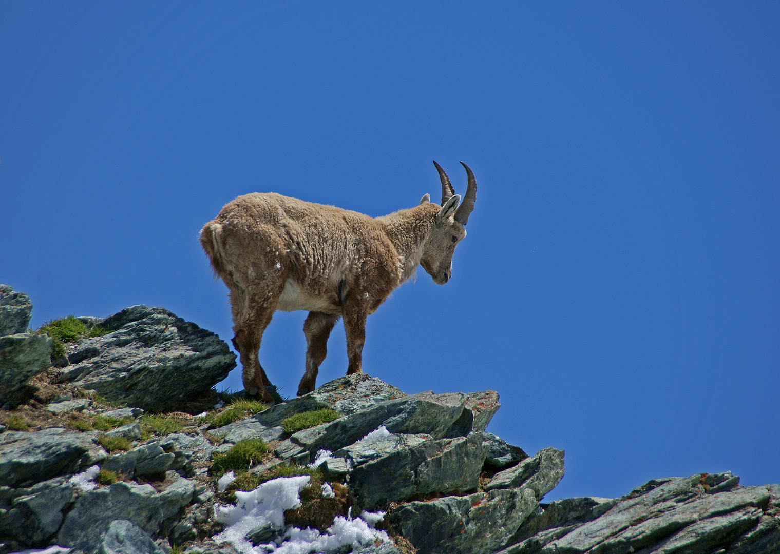 Hoch droben auf dem Berge, da steht ein Steinbock.......