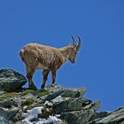 Hoch droben auf dem Berge, da steht ein Steinbock.......