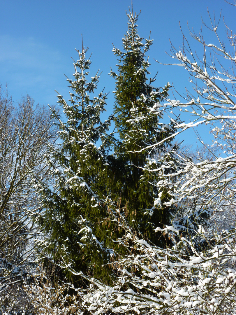 Hoch droben auf den Tannenspitzen sah ich goldne Lichtlein blitzen