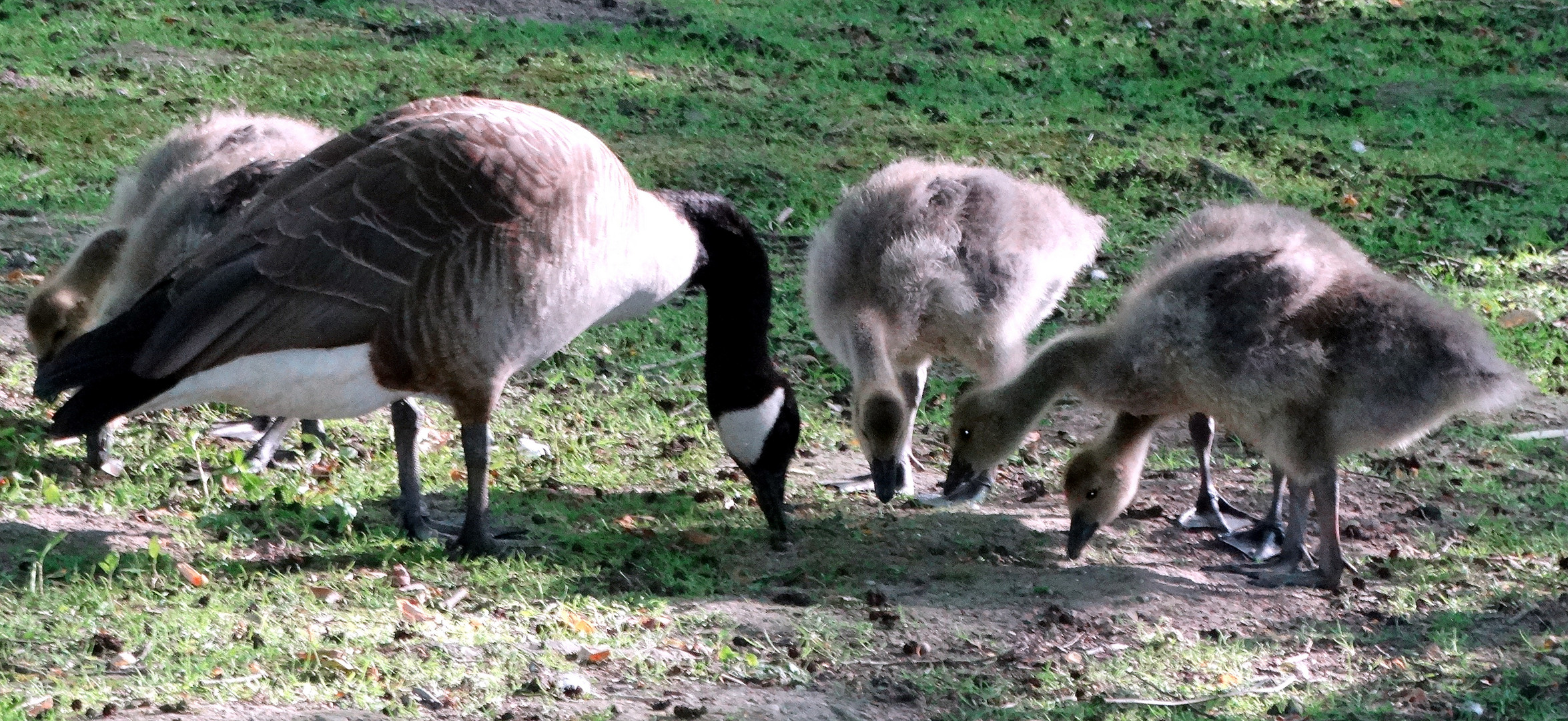 Hoch erzogene Familie