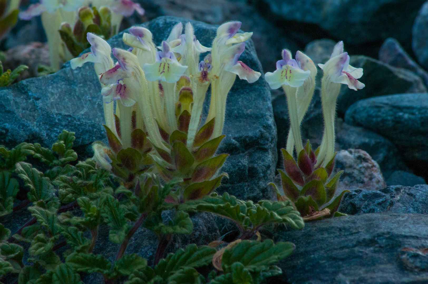 Hoch Gebirgs Blumen