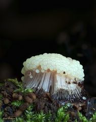 Hoch geht´s - Dunkles Fadenkeulchen (Stemonitis fusca)