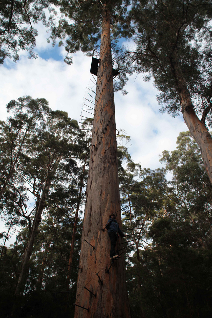 hoch hinaus auf den bicentennial tree...?