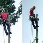 hoch hinaus zum bäume fällen