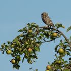 *** Hoch im Apfelbaum ***