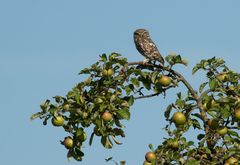 *** Hoch im Apfelbaum ***