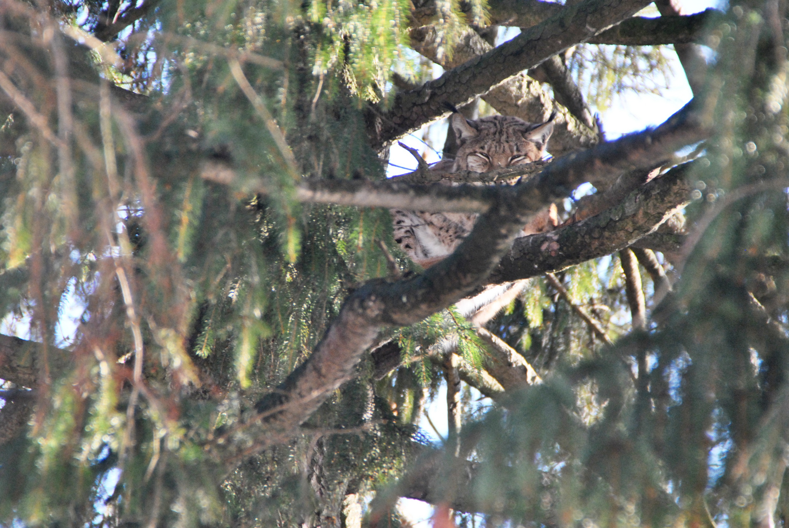 Hoch im Baum