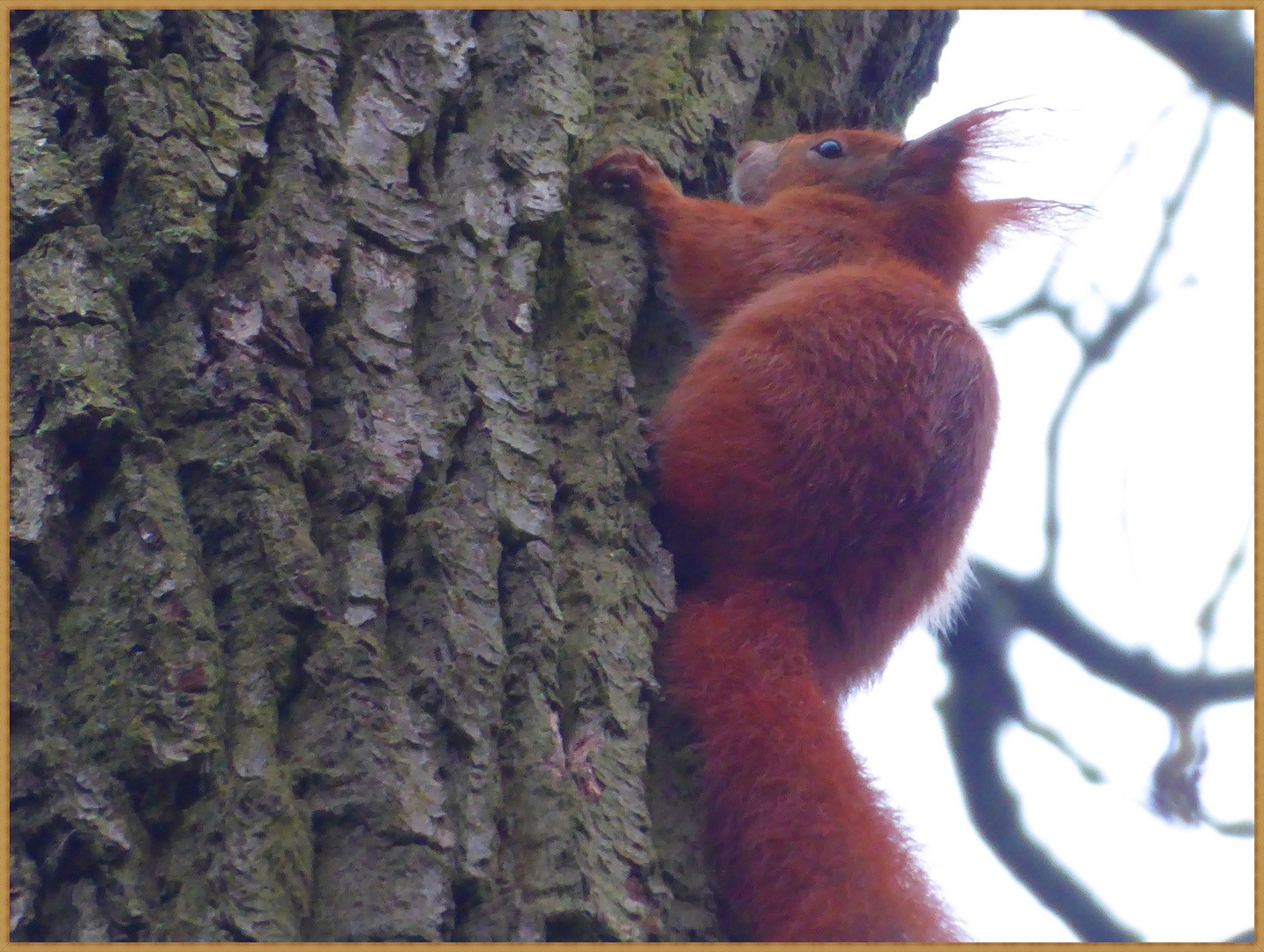 Hoch im Baum