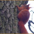 Hoch im Baum