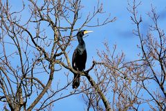 Hoch im Baum