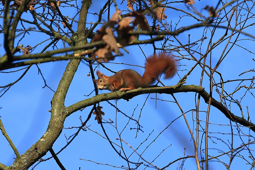 Hoch im Geäst