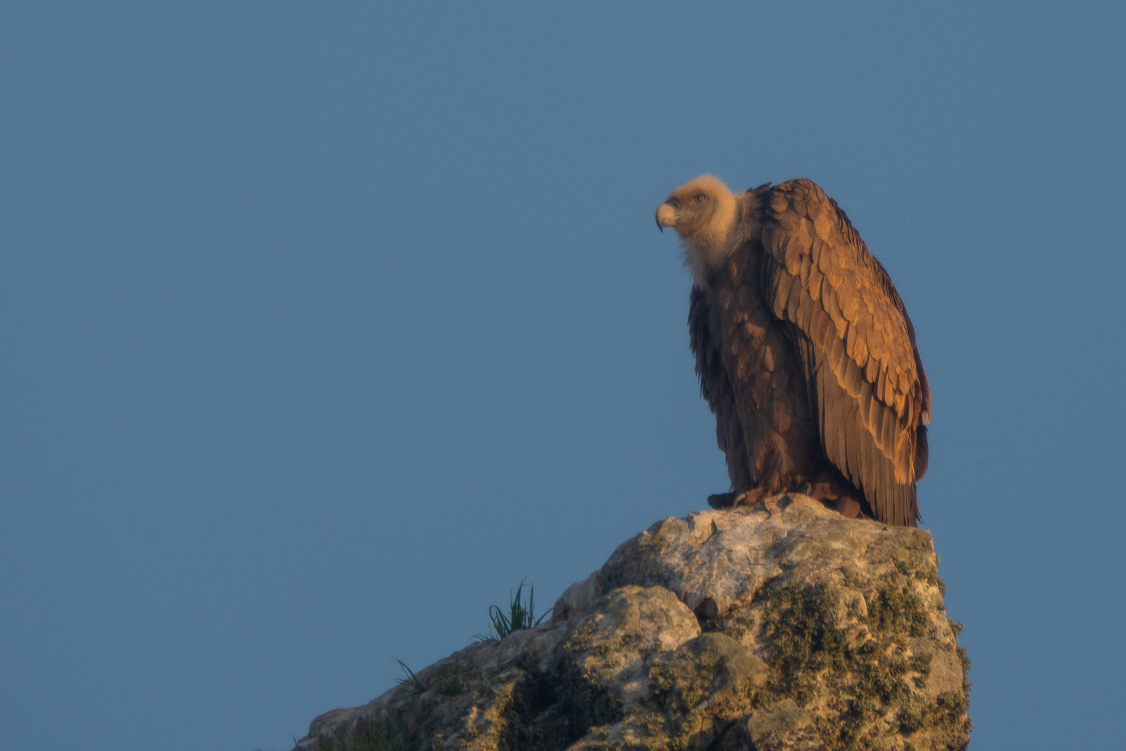 hoch im Morgennebel