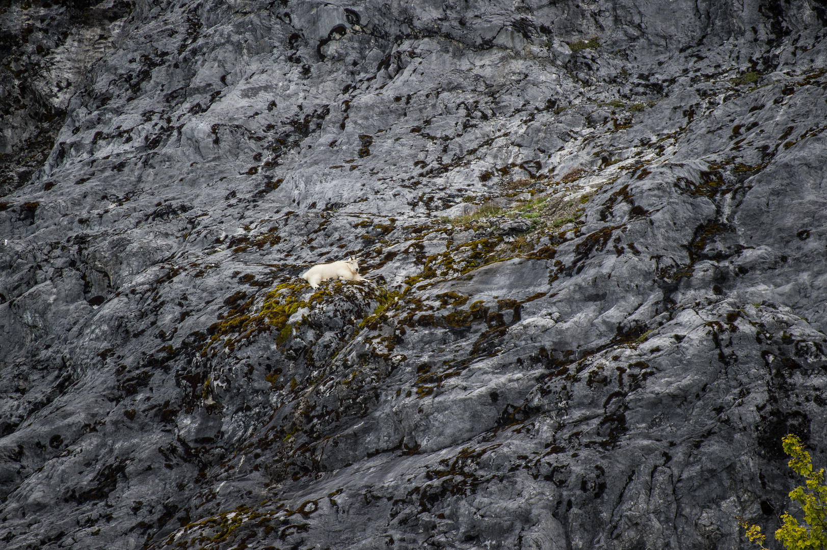 Hoch in den Felsen, Mountain goat.   DSC_0667