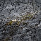 Hoch in den Felsen, Mountain goat.   DSC_0667