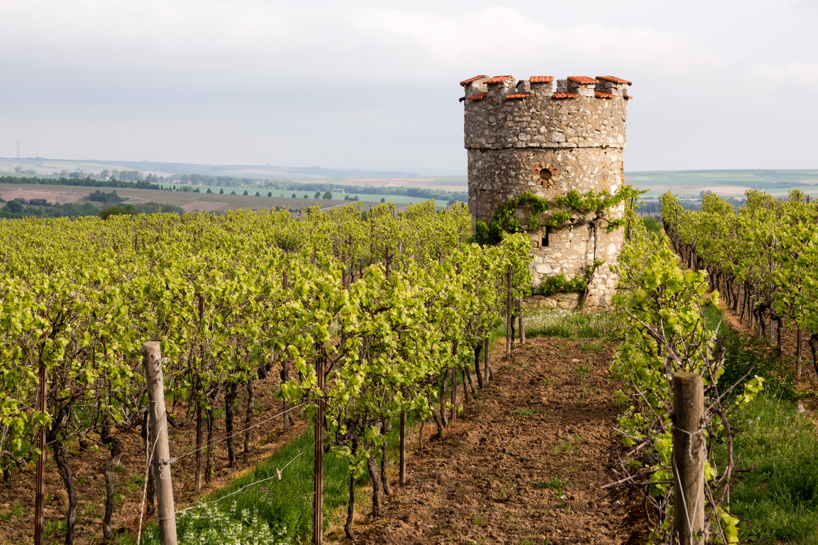 Hoch in den Weinbergen