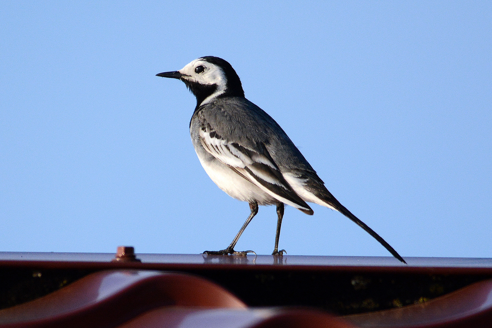 Hoch oben auf dem Dache, eine Bachstelze (Motacilla alba)