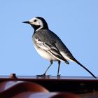 Hoch oben auf dem Dache, eine Bachstelze (Motacilla alba)