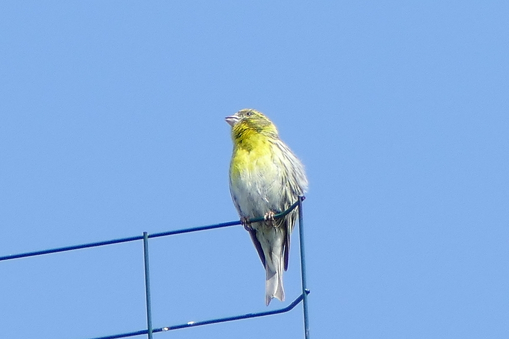 hoch oben auf der Antenne