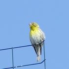 hoch oben auf der Antenne