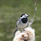 Hoch oben auf der Spitze