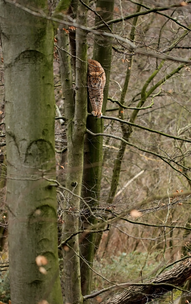 Hoch oben im Baum...