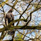 Hoch oben im Baum...