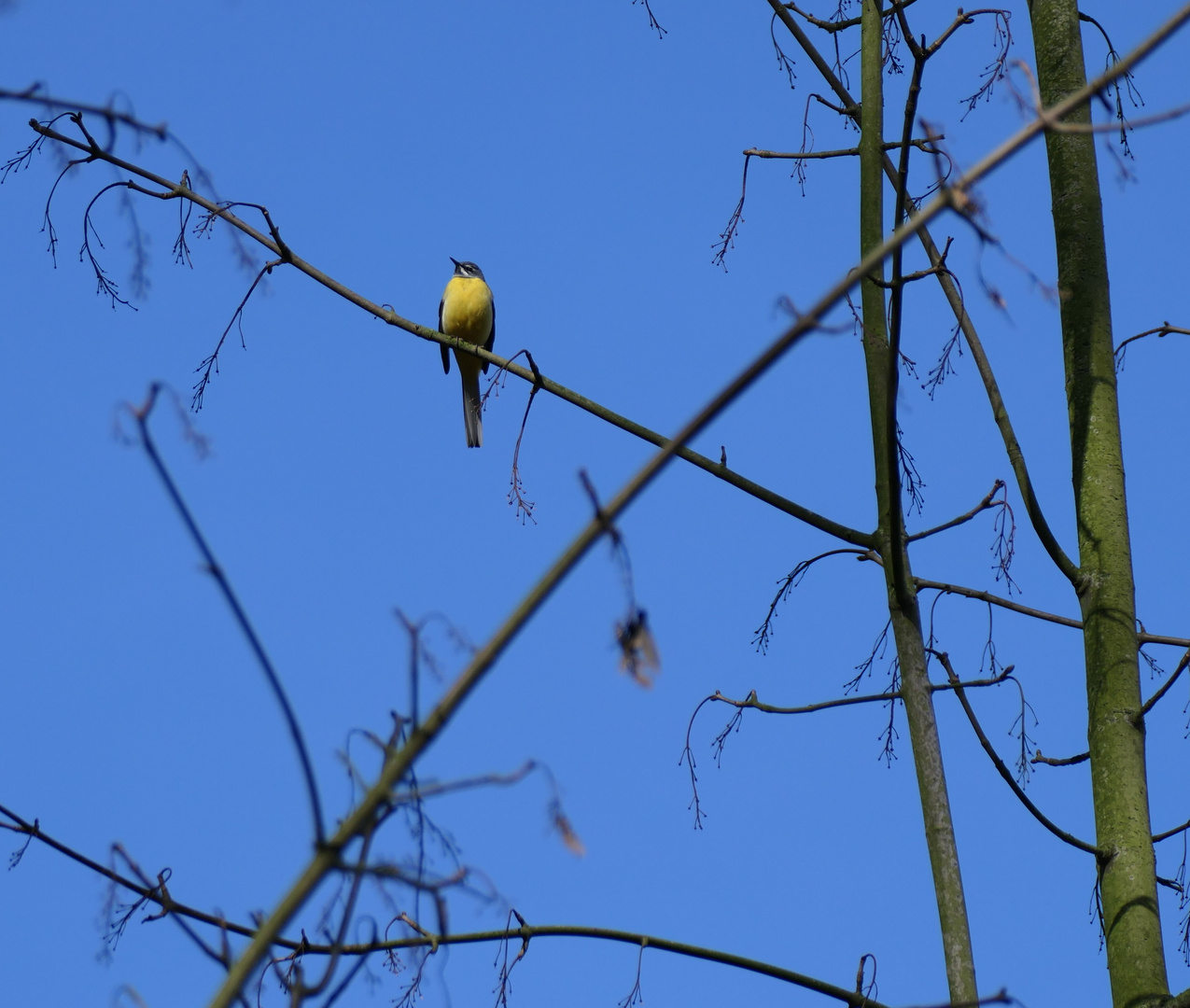 Hoch oben im Baum