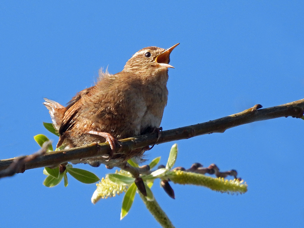 Hoch oben im Baum...