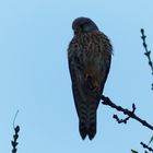 Hoch oben im Baum ein Falke