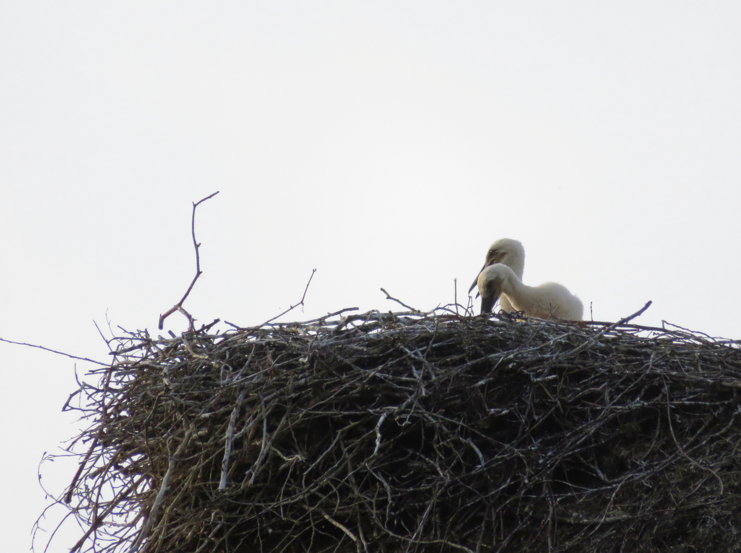 hoch oben im Nest ...