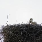 hoch oben im Nest ...