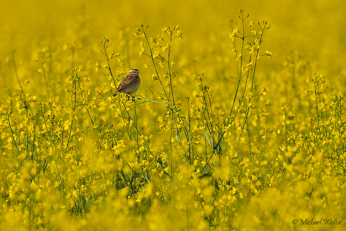 Hoch oben im Raps