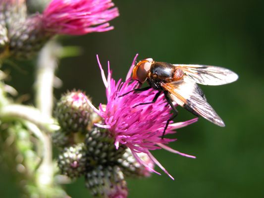 Hoch oben in den Alpen
