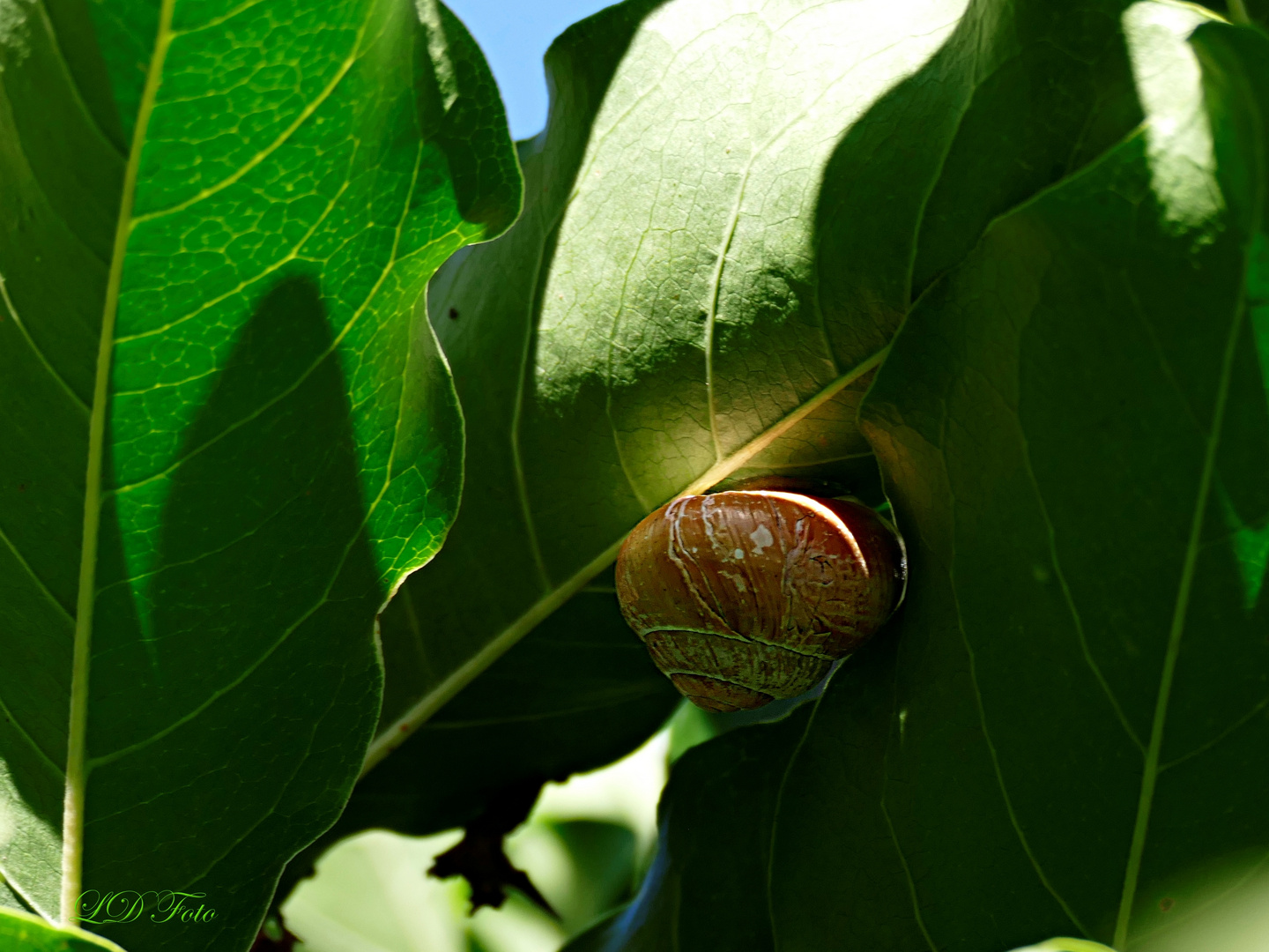 hoch oben in der Magnolie