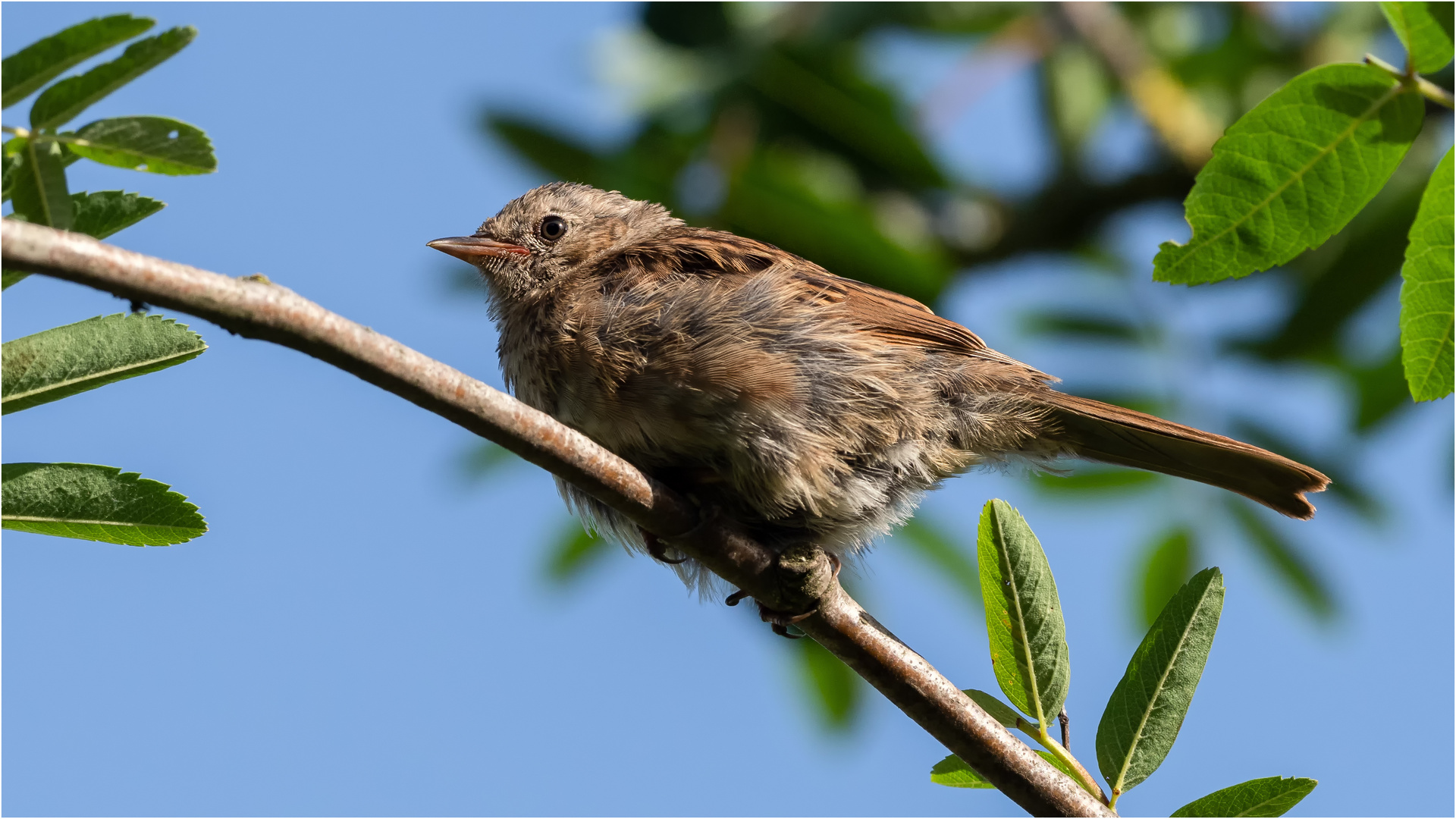 hoch oben in der Vogelbeere  .....