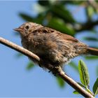 hoch oben in der Vogelbeere  .....