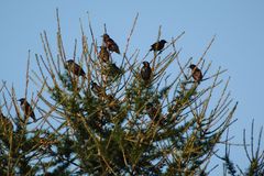 hoch oben-Konferenz der Vögel