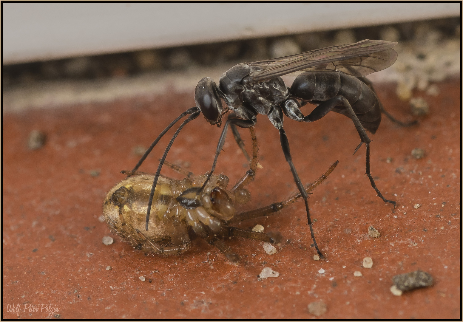 Hoch spezialisiert: Wegwespe mit erbeuteter Radnetzspinne