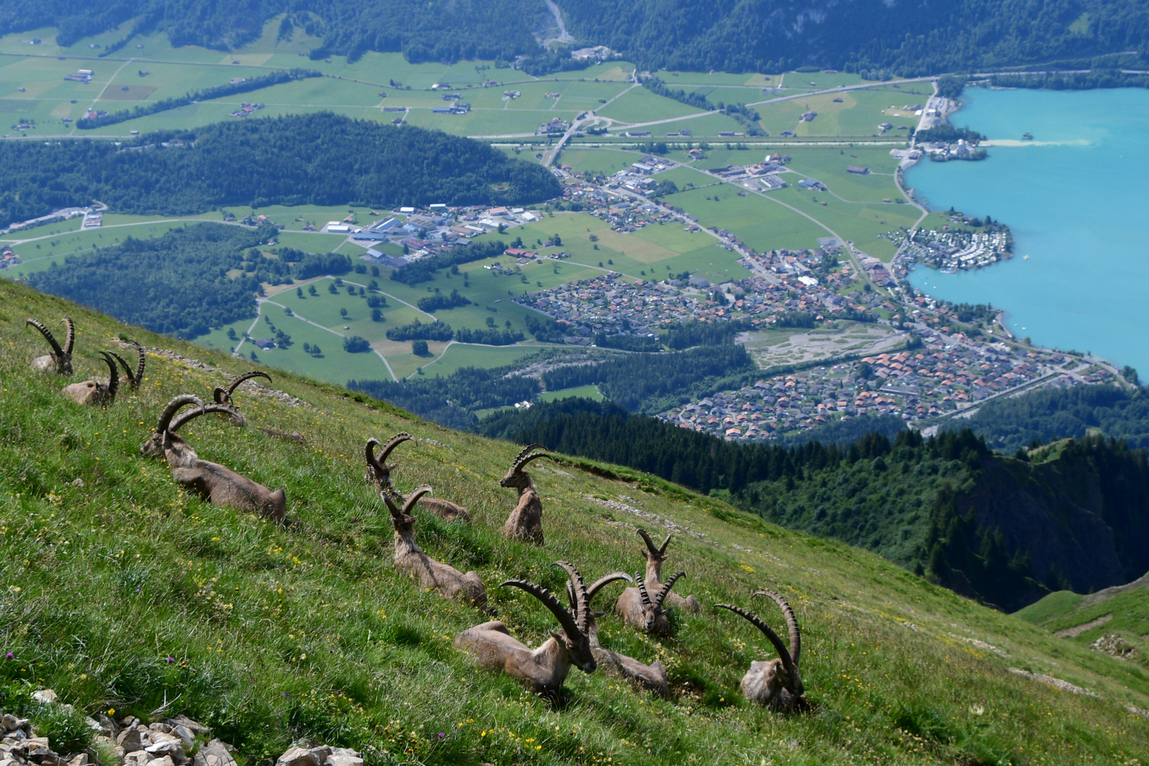 hoch über dem Brienzersee