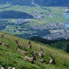 hoch über dem Brienzersee