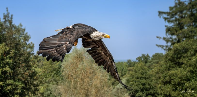 Hoch über den Baumwipfeln