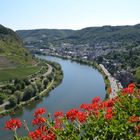 Hoch über der Mosel