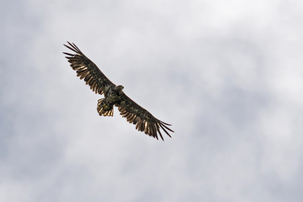 hoch über uns kreiste dieser junge Seeadler