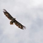 hoch über uns kreiste dieser junge Seeadler