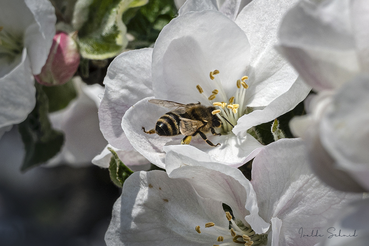 Hochachtung vor der Natur