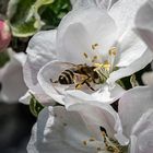 Hochachtung vor der Natur