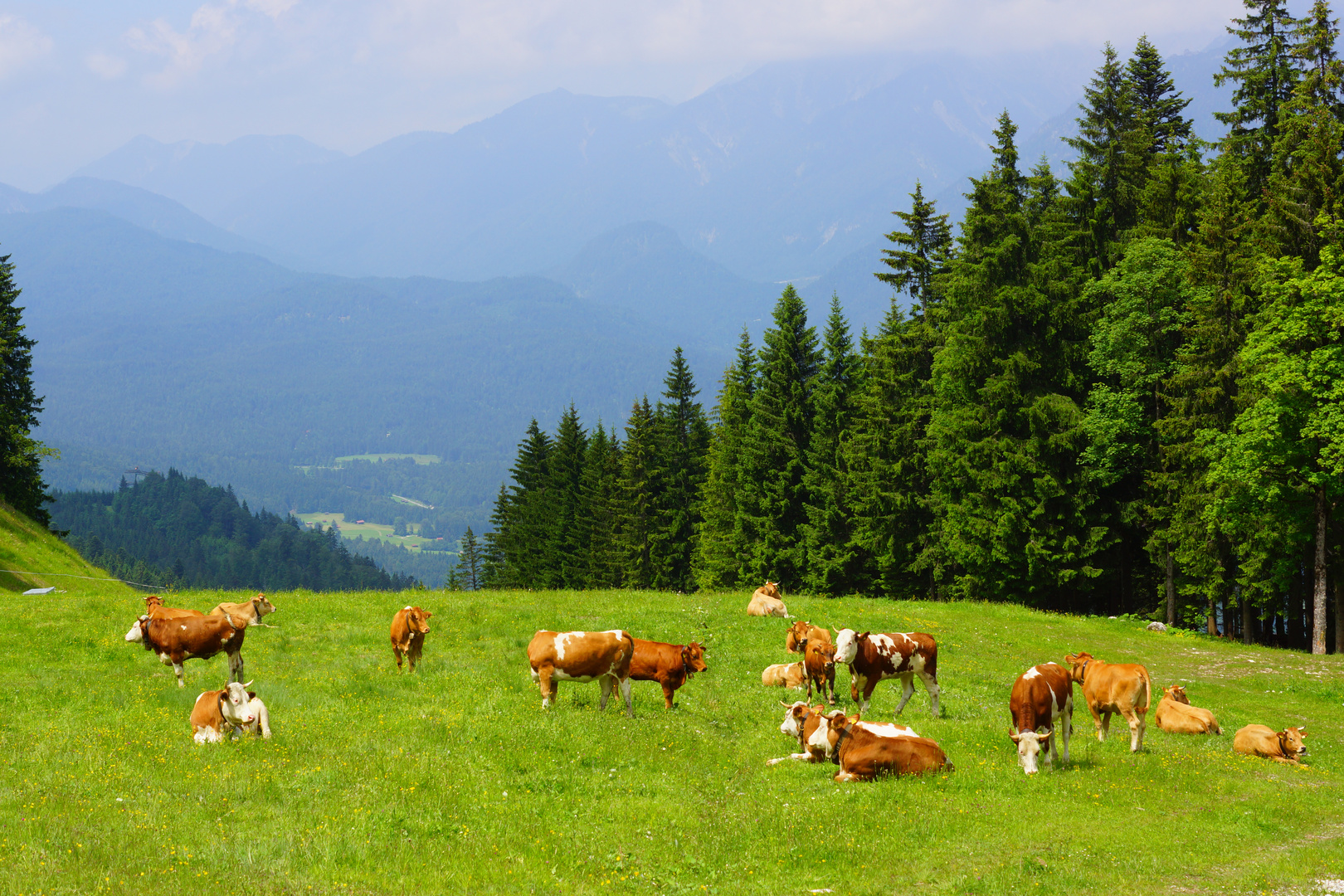 Hochalm mit Kühen