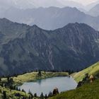 Hochalmgetier, Allgäuer Alpen