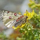 Hochalpen-Apollo (Parnassius phoebus)