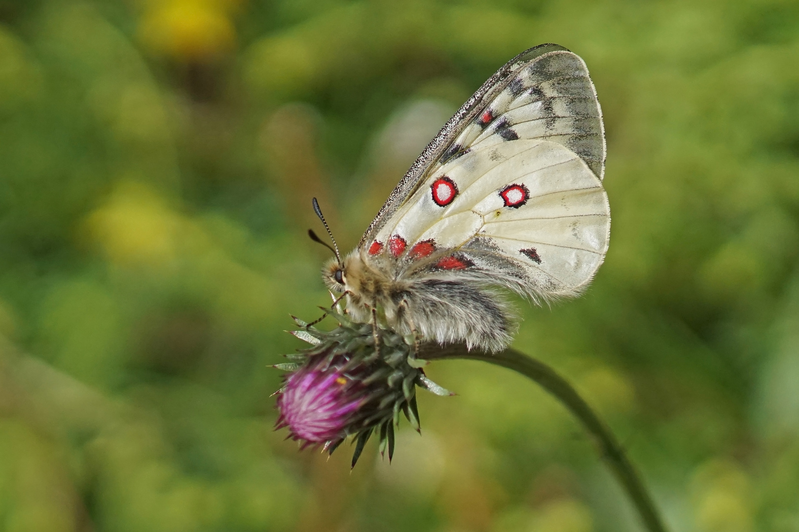 Hochalpen-Apollo (Parnassius phoebus)